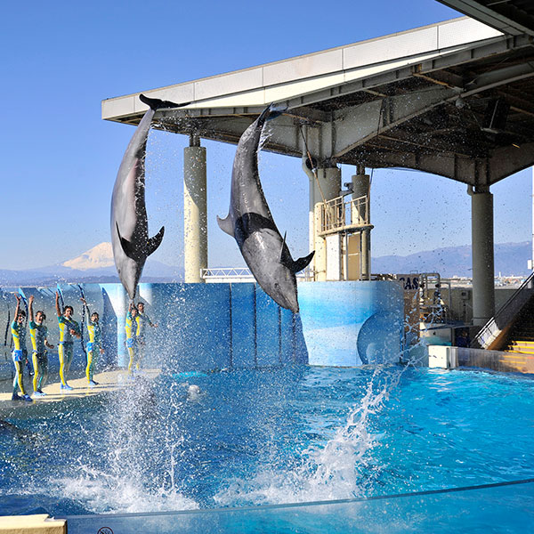 新 江ノ島 水族館